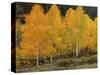 Vivid Aspens 2-Bill Sherrell-Stretched Canvas