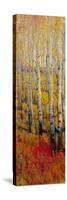 Vivid Birch Forest I-Tim O'toole-Stretched Canvas