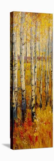 Vivid Birch Forest II-Tim O'toole-Stretched Canvas