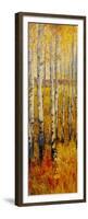 Vivid Birch Forest II-Tim O'toole-Framed Premium Giclee Print