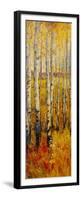 Vivid Birch Forest II-Tim O'toole-Framed Premium Giclee Print