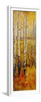 Vivid Birch Forest II-Tim O'toole-Framed Premium Giclee Print