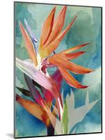 Vivid Birds of Paradise II-Jennifer Paxton Parker-Mounted Art Print