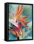 Vivid Birds of Paradise II-Jennifer Paxton Parker-Framed Stretched Canvas