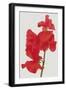 Vivid Bloom - Grow-Ben Wood-Framed Giclee Print