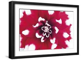 Vivid Burst-Ben Wood-Framed Giclee Print