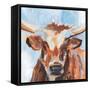 Vivid Cattle IV-Annie Warren-Framed Stretched Canvas