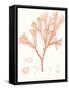 Vivid Coral Seaweed III-Vision Studio-Framed Stretched Canvas