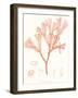 Vivid Coral Seaweed III-Vision Studio-Framed Art Print