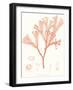 Vivid Coral Seaweed III-Vision Studio-Framed Art Print