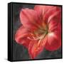 Vivid Floral III Crop-Danhui Nai-Framed Stretched Canvas