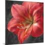 Vivid Floral III Crop-Danhui Nai-Mounted Art Print