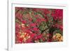 Vivid Maple-Peter Adams-Framed Giclee Print