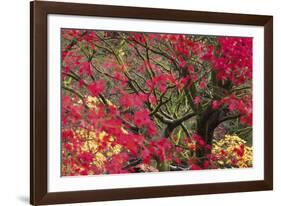 Vivid Maple-Peter Adams-Framed Giclee Print