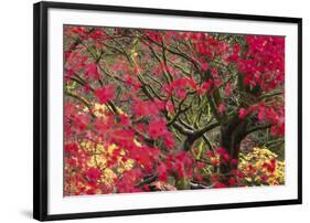 Vivid Maple-Peter Adams-Framed Giclee Print