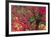 Vivid Maple-Peter Adams-Framed Giclee Print