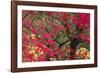 Vivid Maple-Peter Adams-Framed Giclee Print