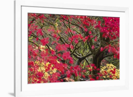 Vivid Maple-Peter Adams-Framed Giclee Print