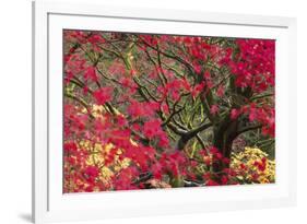 Vivid Maple-Peter Adams-Framed Giclee Print