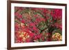 Vivid Maple-Peter Adams-Framed Giclee Print