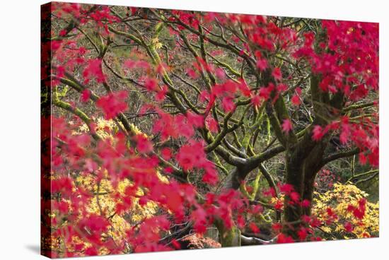 Vivid Maple-Peter Adams-Stretched Canvas