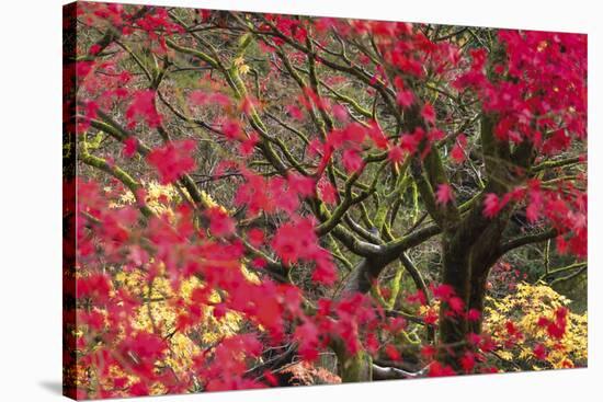 Vivid Maple-Peter Adams-Stretched Canvas