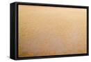 Framed Canvas