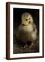 Brown Frame