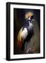 Black Frame