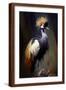 Brown Frame