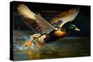 Stretched Canvas