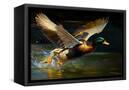 Canvas Black