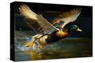 Stretched Canvas