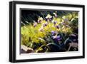 Black Frame