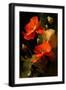 Black Frame