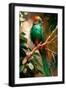 Black Frame