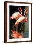Brown Frame