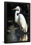 Essential Black