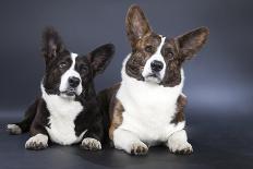 Two Corgi Cardigan-vivienstock-Photographic Print