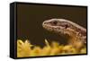 Viviparous - Common Lizard (Zootoca - Lacerta Vivipara) Portrait, Staffordshire, England, UK, April-Danny Green-Framed Stretched Canvas