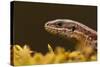 Viviparous - Common Lizard (Zootoca - Lacerta Vivipara) Portrait, Staffordshire, England, UK, April-Danny Green-Stretched Canvas