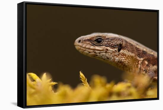 Viviparous - Common Lizard (Zootoca - Lacerta Vivipara) Portrait, Staffordshire, England, UK, April-Danny Green-Framed Stretched Canvas