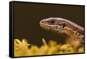 Viviparous - Common Lizard (Zootoca - Lacerta Vivipara) Portrait, Staffordshire, England, UK, April-Danny Green-Framed Stretched Canvas