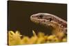 Viviparous - Common Lizard (Zootoca - Lacerta Vivipara) Portrait, Staffordshire, England, UK, April-Danny Green-Stretched Canvas