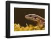 Viviparous - Common Lizard (Zootoca - Lacerta Vivipara) Portrait, Staffordshire, England, UK, April-Danny Green-Framed Photographic Print