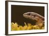 Viviparous - Common Lizard (Zootoca - Lacerta Vivipara) Portrait, Staffordshire, England, UK, April-Danny Green-Framed Photographic Print
