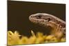 Viviparous - Common Lizard (Zootoca - Lacerta Vivipara) Portrait, Staffordshire, England, UK, April-Danny Green-Mounted Photographic Print