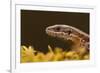 Viviparous - Common Lizard (Zootoca - Lacerta Vivipara) Portrait, Staffordshire, England, UK, April-Danny Green-Framed Photographic Print