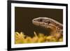 Viviparous - Common Lizard (Zootoca - Lacerta Vivipara) Portrait, Staffordshire, England, UK, April-Danny Green-Framed Photographic Print