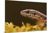 Viviparous - Common Lizard (Zootoca - Lacerta Vivipara) Portrait, Staffordshire, England, UK, April-Danny Green-Mounted Photographic Print